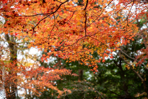 Wallpaper Mural 水沢もみじ谷紅葉 Torontodigital.ca
