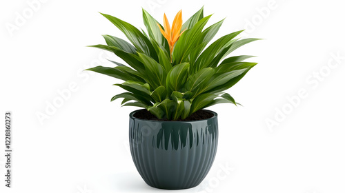 Vibrant orange flower blooming Heliconia rostrata potted plant against white background, ideal for home decor photo