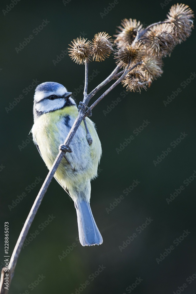 Obraz premium Blue Tit (Parus caerulea) sitting on branch, Lower Saxony, Germany, Europe