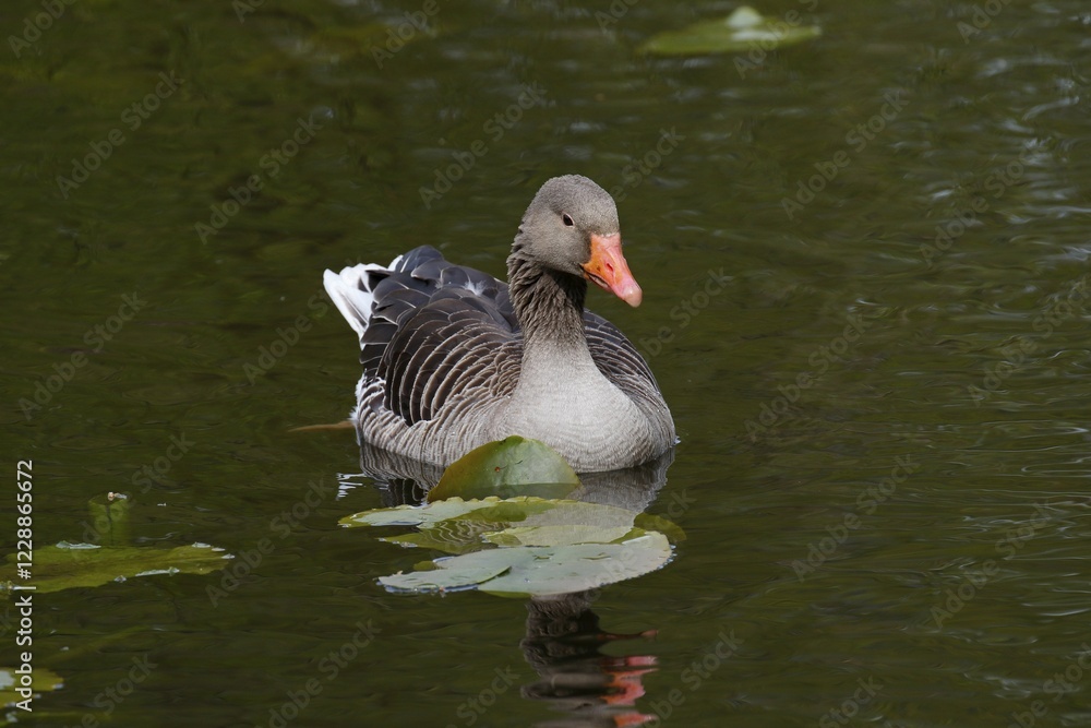Fototapeta premium Greylag Goose (Anser anser) floating on water, Schleswig-Holstein, Germany, Europe