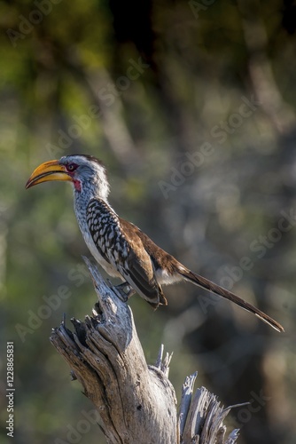 Southern yellow-billed hornbill (Tockus leucomelas), Rattray, Mala Mala Game Reserve, Sabi Sand Game Reserve, Mpumalanga, South Africa, Africa photo