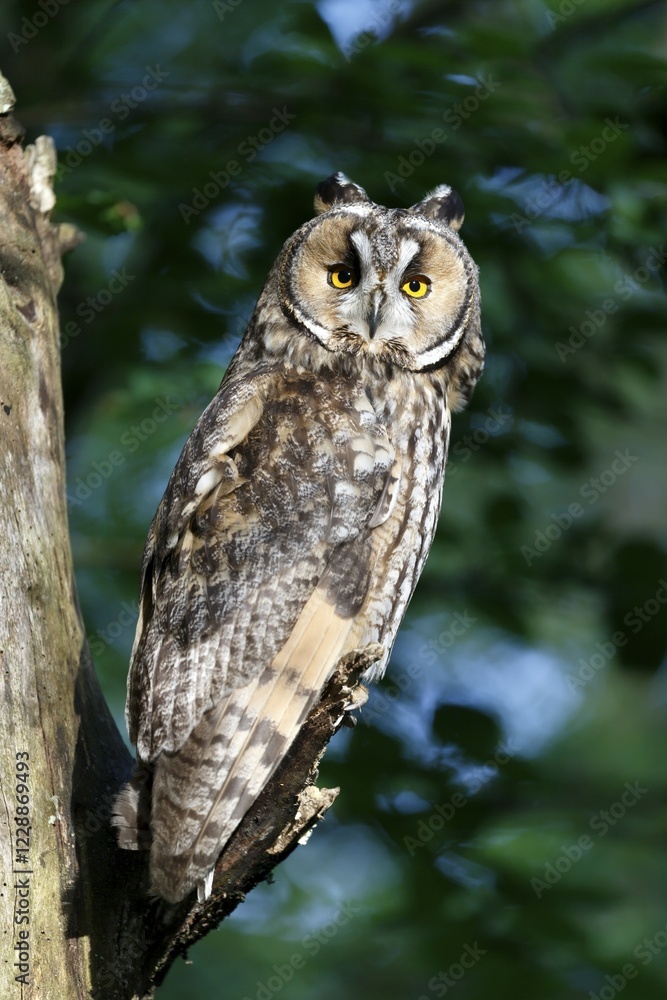 Obraz premium Long-eared owl (Asio otus) sitting on branch, Bavaria, Germany, Europe