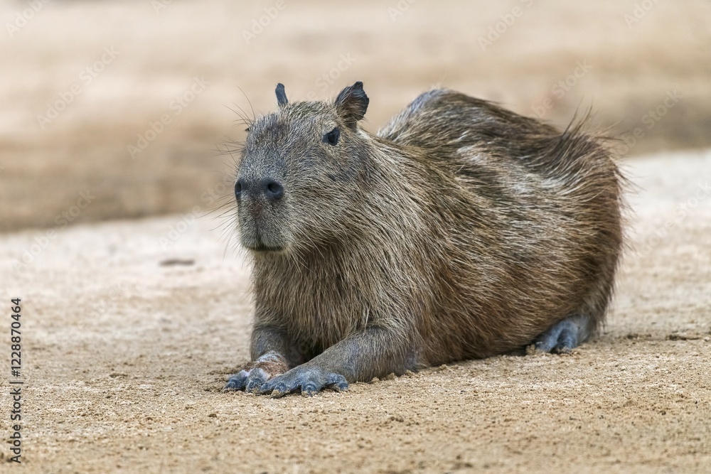 Capybara (Hydrochoerus hydrochaeris) rests on sandbank, Pantanal, Mato Grosso, Brazil, South America Capybara (Hydrochoerus hydrochaeris) rests on sandbank, Pantanal, Mato Grosso, Brazil, South America