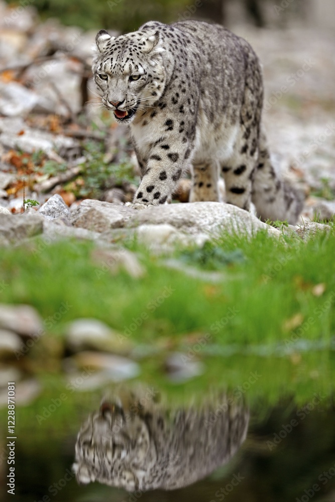 Snow leopard (Panthera uncia), running on water with water reflection, captive, Germany, Europe Snow leopard (Panthera uncia), running on water with water reflection, captive, Germany, Europe