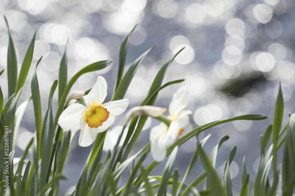 Wild daffodil (Narcissus pseudonarcissus), light reflexes, Hesse, Germany, Europe Wild daffodil (Narcissus pseudonarcissus), light reflexes, Hesse, Germany, Europe