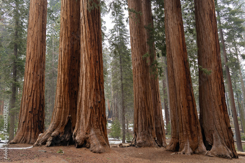 Giant Sequioa Trees in Sequioa National Park, California. 