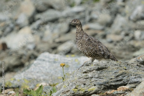 Rock Ptarmigan (Lagopus muta) stands on rock, Stubai Valley, Tyrol, Austria, Europe photo