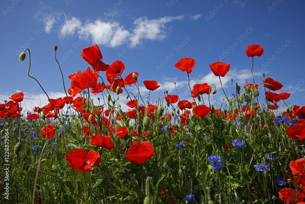 Fototapeta premium Corn poppy (Papaver rhoeas) and Cornflowers (Centaurea cyanus) at the edge of the field, Mecklenburg-Western Pomerania, Germany, Europe