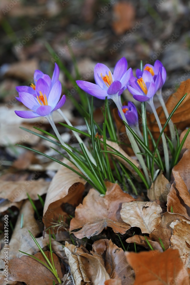 Flowering purple Crocuses (Crocus sp.) sprouting between autumn foliage, Schleswig-Holstein, Germany, Europe Flowering purple Crocuses (Crocus sp.) sprouting between autumn foliage, Schleswig-Holstein, Germany, Europe