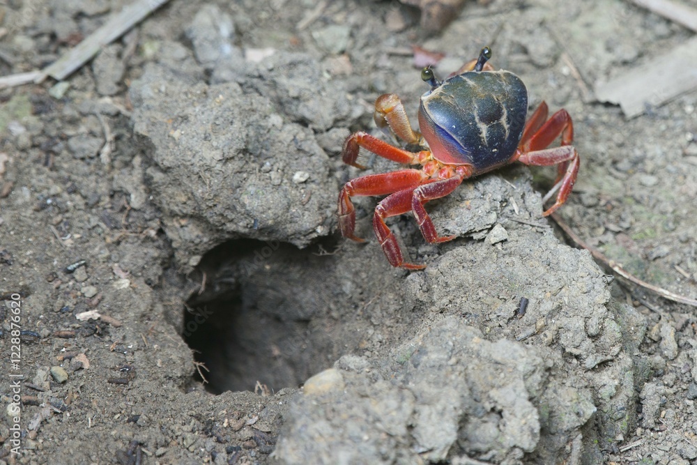 Rainbow crab (Cardisoma armatum) in front of cave, Manuel Antonio National Park, District Puntarenas, Costa Rica, Central America Rainbow crab (Cardisoma armatum) in front of cave, Manuel Antonio National Park, District Puntarenas, Costa Rica, Central America