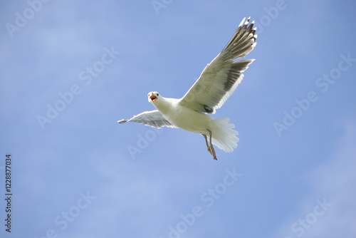 Great black-backed gull (Larus marinus), flying, blue sky, bird island Hornøya, Varanger, Norway, Europe photo