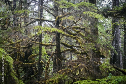 Photos Trees with lichen, Rainforest Trail, Pacific Rim National Park, Vancouver Island