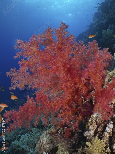 Hemprich's tree coral (Dendronephthya hemprichi), Fury Shoals reef dive site, Red Sea, Egypt, Africa photo