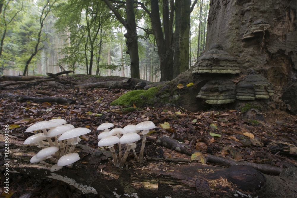 Obraz premium Porcelain fungus (Oudemansiella mucida), on deadwood, Emsland, Lower Saxony, Germany, Europe
