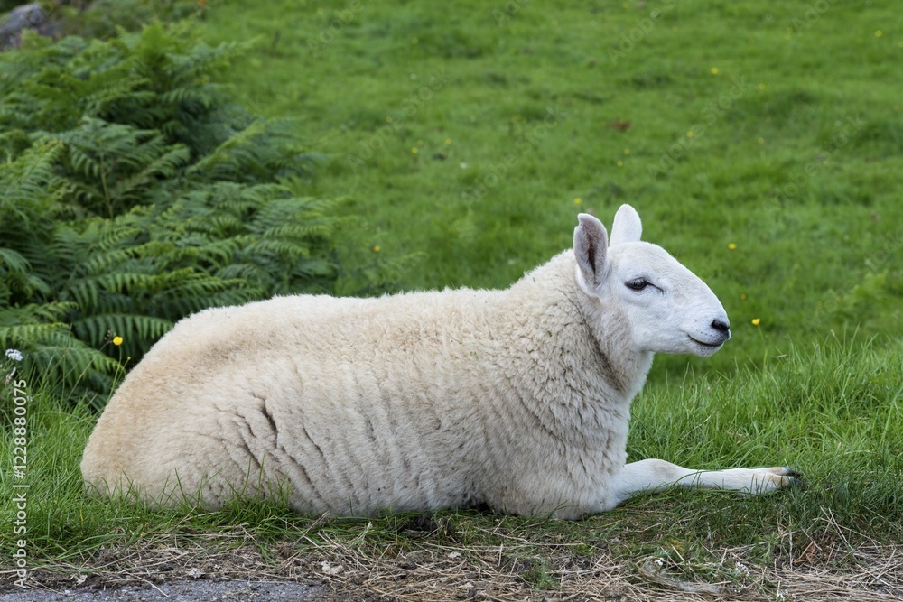 Fototapeta premium Young sheep, lying, in the Scottish Highlands, Scotland, United Kingdom, Europe