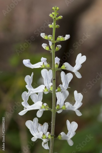 Bonsai Mint (Plectranthus ernstii), flowers, native to South Africa photo