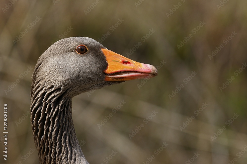 Greylag Goose (Anser anser), Portrait, Schleswig-Holstein, Germany, Europe Greylag Goose (Anser anser), Portrait, Schleswig-Holstein, Germany, Europe