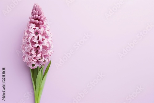 Single Hyacinth spring flower on side of pastel pink background with copy space, AI generated photo