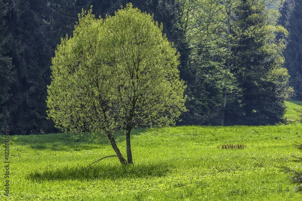 Tree in spring, Thuringian Forest, Thuringia, Germany, Europe Tree in spring, Thuringian Forest, Thuringia, Germany, Europe