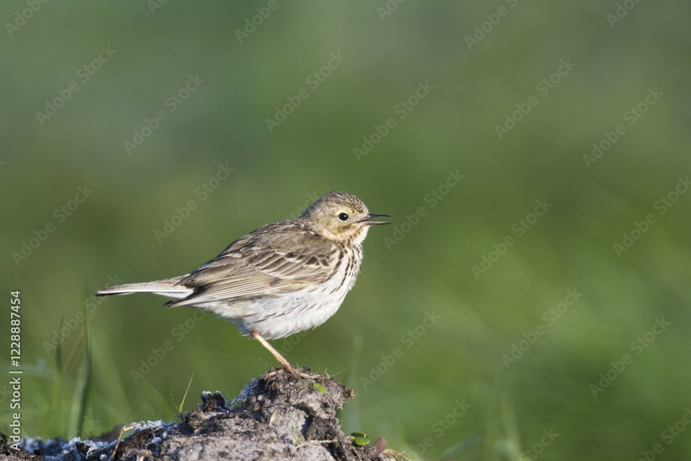 Meadow pipit (Anthus pratensis) sitting on a mound, Emsland, Lower Saxony, Germany, Europe Meadow pipit (Anthus pratensis) sitting on a mound, Emsland, Lower Saxony, Germany, Europe