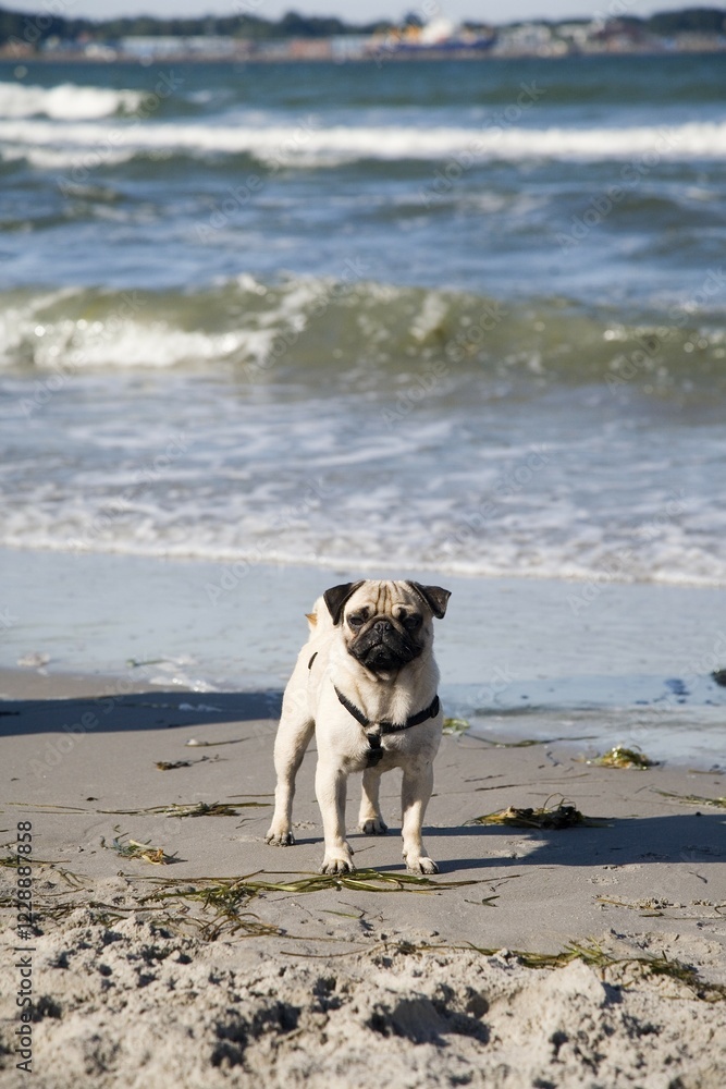 Obraz premium Young pug on a beach