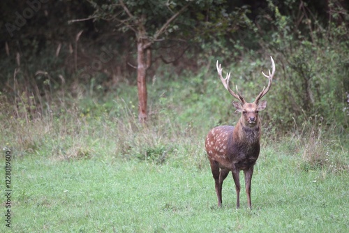 Sika Deer (Cervus nippon), Hungary, Europe photo