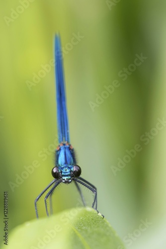 Male banded demoiselle (Calopteryx splendens), Hesse, Germany, Europe photo