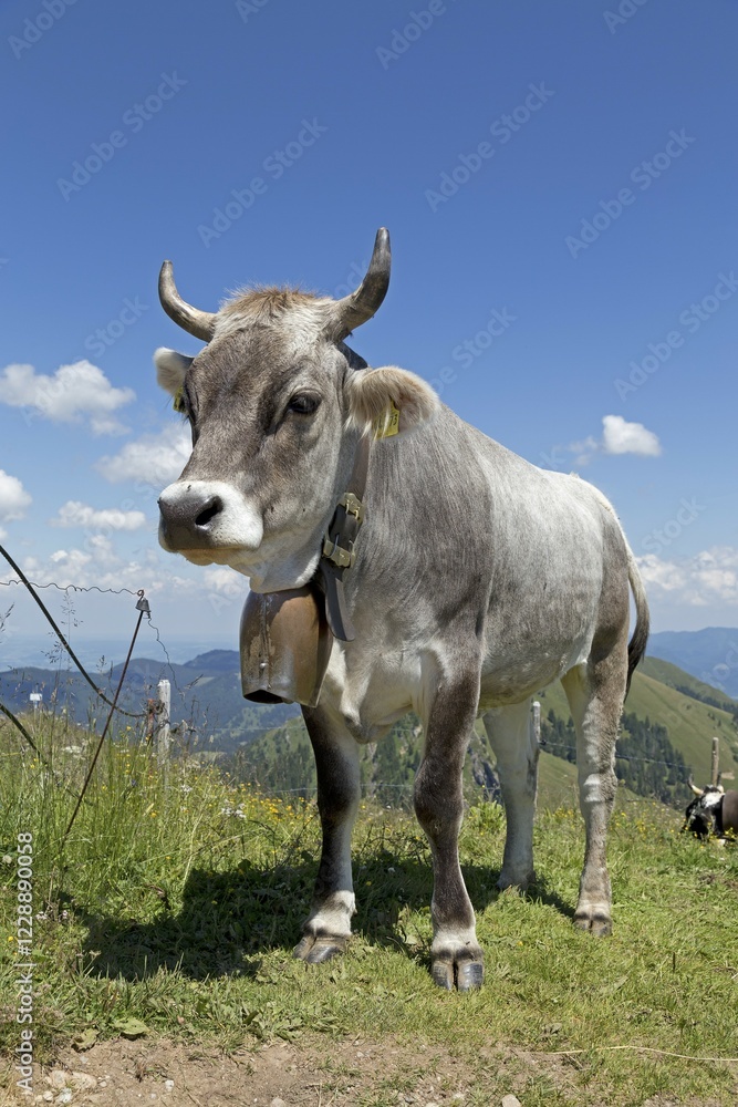 Cow on the alp, Hochgrat summit near Steibis, Allgäu, Bavaria, Germany, Europe Cow on the alp, Hochgrat summit near Steibis, Allgäu, Bavaria, Germany, Europe