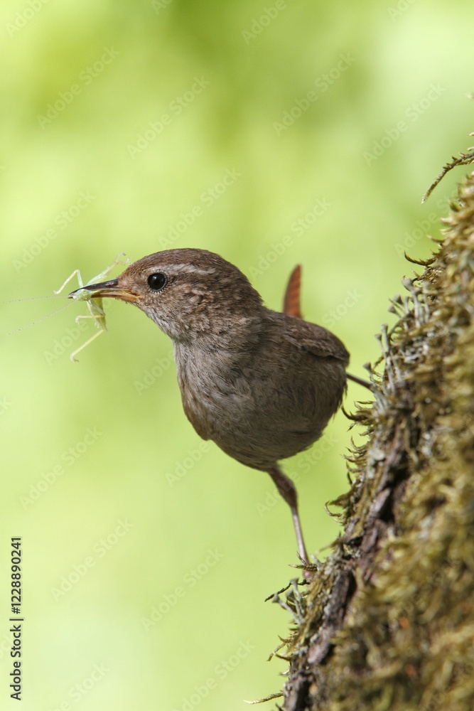 Eurasian wren (Troglodytes troglodytes), old bird with food in its beak on a mossy tree, Nature Park Peental, Mecklenburg-Western Pomerania, Germany, Europe Eurasian wren (Troglodytes troglodytes), old bird with food in its beak on a mossy tree, Nature Park Peental, Mecklenburg-Western Pomerania, Germany, Europe