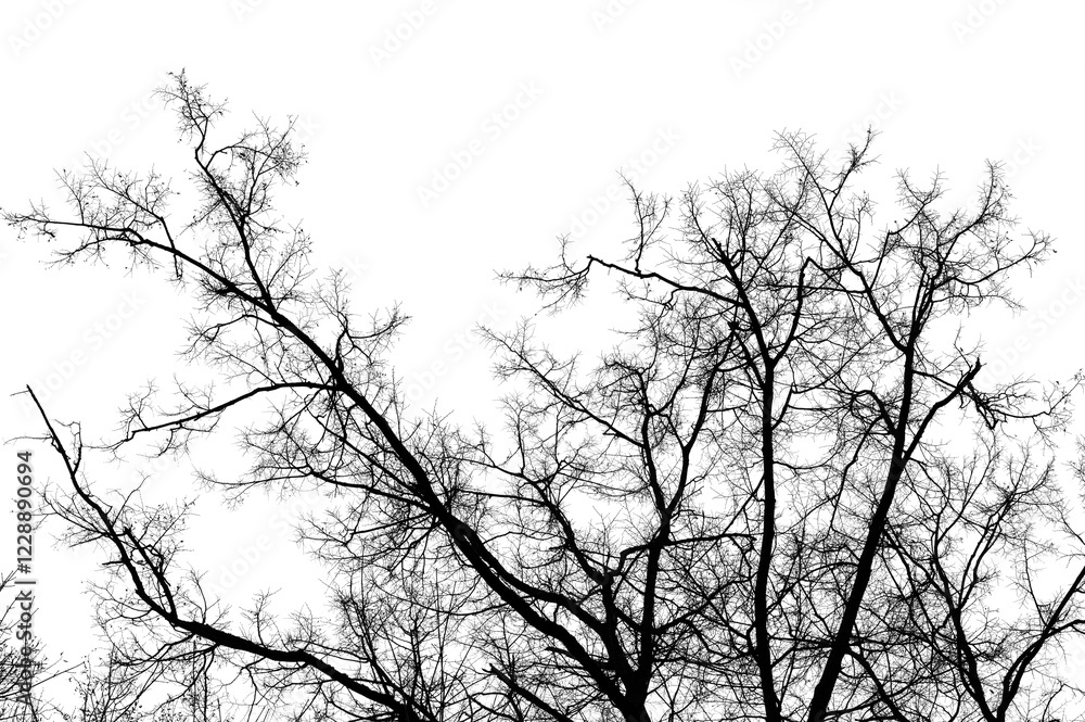 Black branches tree isolated on white. Black and white trees silhouettes on sky background. Bare branches trees in winter. Forest pattern texture. Treetops frame. Black branches tree isolated on white. Black and white trees silhouettes on sky background. Bare branches trees in winter. Forest pattern texture. Treetops frame.