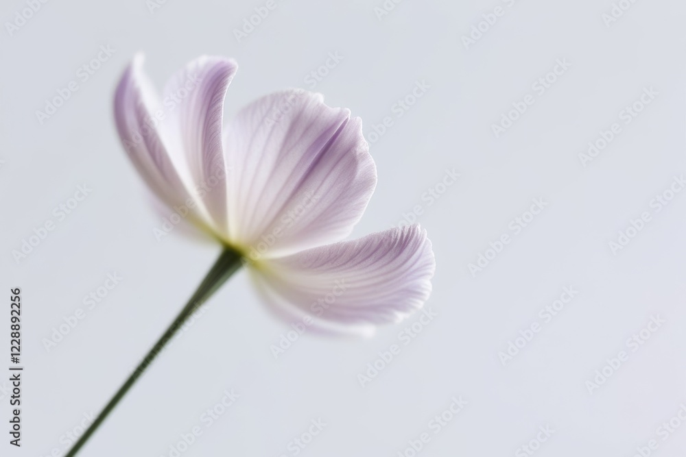 Fototapeta premium Pastel lavender-colored flower in fine detail on a white background, exuding sophistication and natural simplicity