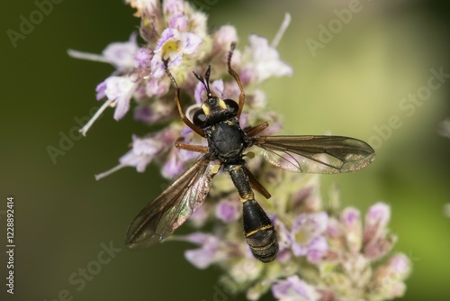 Wasp fly (Physocephala rufipes) on flower of horse mint (Mentha longifolia), Baden-Württemberg, Germany, Europe photo