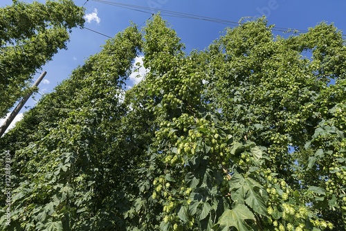 Hop umbels (Humulus lupulus) on the plant, Franconia, Bavaria, Germany, Europe photo