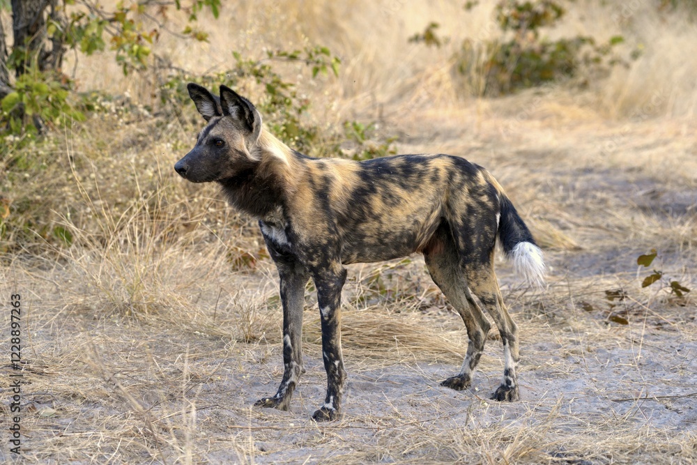 African wild dog (Lycaon pictus), Gomoti Plains, Okavango Delta, Botswana, Africa African wild dog (Lycaon pictus), Gomoti Plains, Okavango Delta, Botswana, Africa