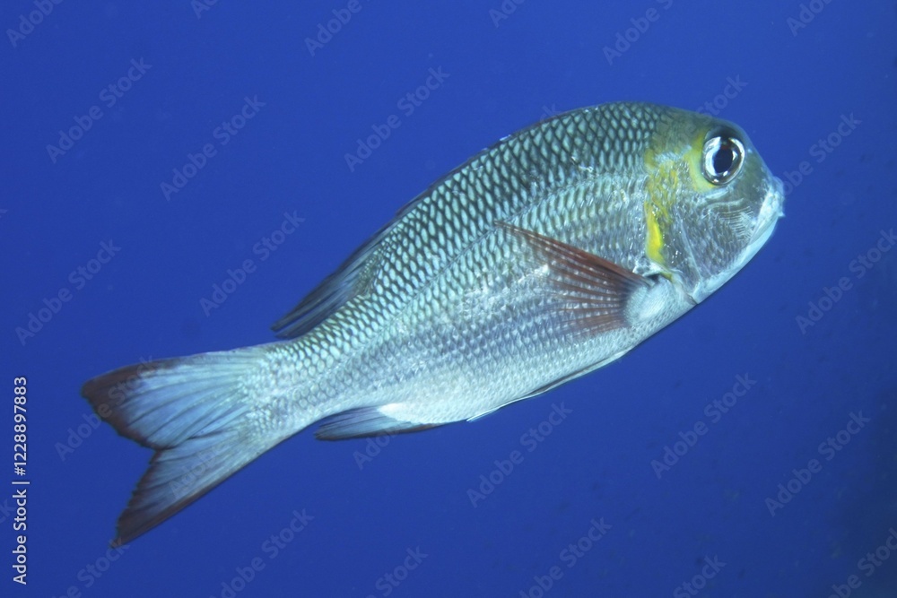 Humpnose big-eye bream (Monotaxis grandoculis) against a solid blue background, exempt, St. Johns Reef dive site, Red Sea, Egypt, Africa Humpnose big-eye bream (Monotaxis grandoculis) against a solid blue background, exempt, St. Johns Reef dive site, Red Sea, Egypt, Africa