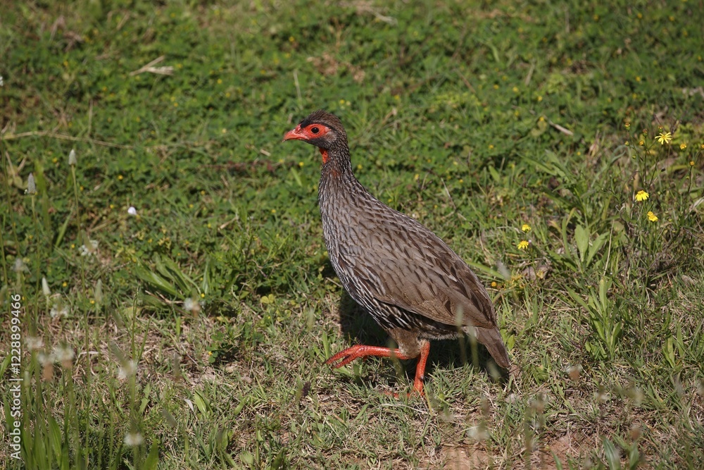 Fototapeta premium Red-necked spurfowl (Francolinus afer), Eastern Cape, South Africa, Africa