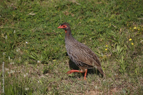 Red-necked spurfowl (Francolinus afer), Eastern Cape, South Africa, Africa photo