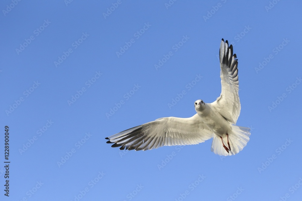 Black-headed gull (Chroicocephalus ridibundus) in flight, blue sky, Kemnade, North Rhine-Westphalia, Germany, Europe Black-headed gull (Chroicocephalus ridibundus) in flight, blue sky, Kemnade, North Rhine-Westphalia, Germany, Europe