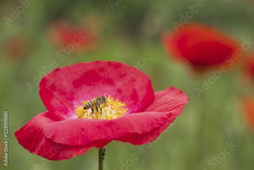 Bee (Apis mellifera) on poppy flower (Papaver rhoeas), Hesse, Germany, Europe photo