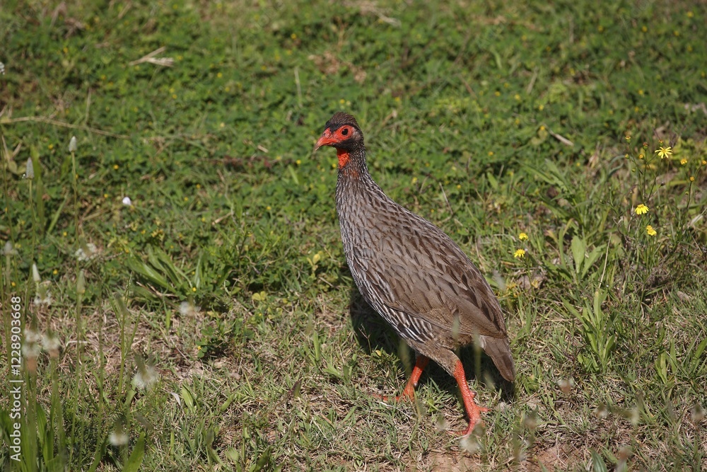 Obraz premium Red-necked spurfowl (Francolinus afer), Eastern Cape, South Africa, Africa