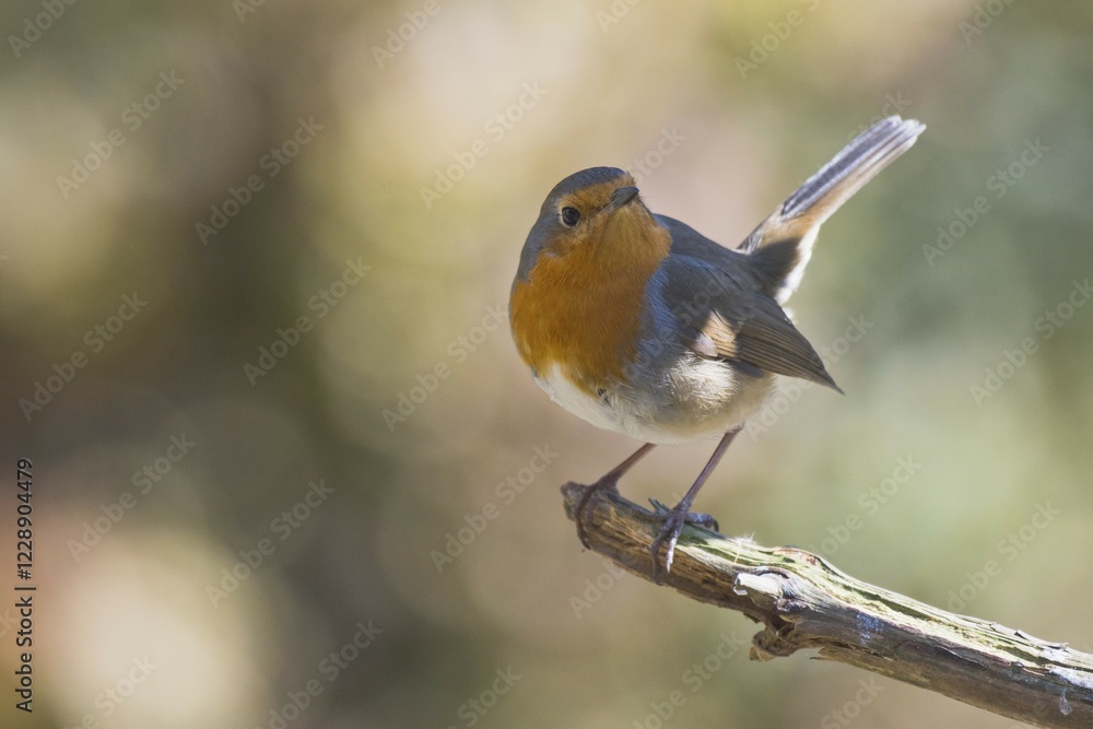 Fototapeta premium European robin (Erithacus rubecula) sits on branch, Emsland, Lower Saxony, Germany, Europe