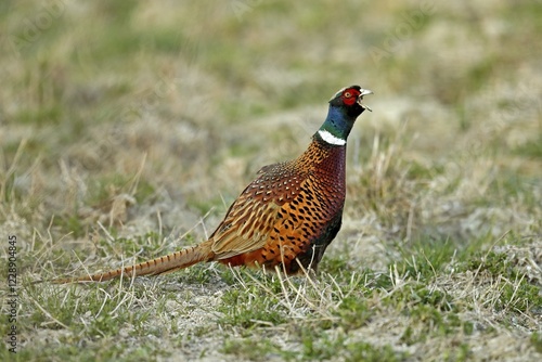 Pheasant (Phasianus colchicus), calling, standing on a field, Burgenland, Austria, Europe photo