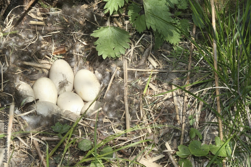 Nest and clutch of Mallard (Anas platyrhynchos) Allgäu, Bavaria, Germany, Europe Nest and clutch of Mallard (Anas platyrhynchos) Allgäu, Bavaria, Germany, Europe