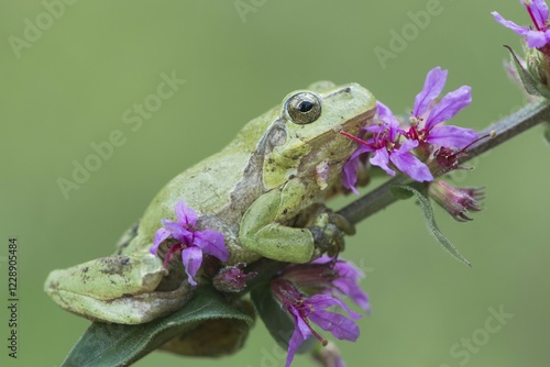 Tree frog (Hyla arborea), sits on Purple loosestrife (Lythrum salicaria), North Rhine-Westphalia photo