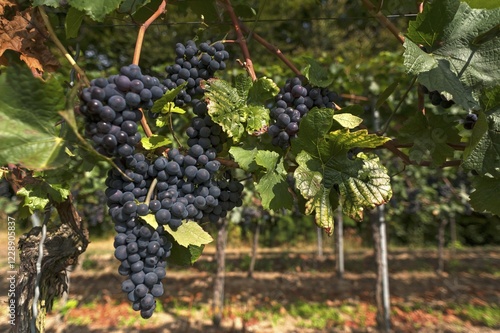 Wallpaper Mural Ripe blue grapes on vines, Kenzingen-Hecklingen, Baden-Württemberg, Germany, Europe Torontodigital.ca