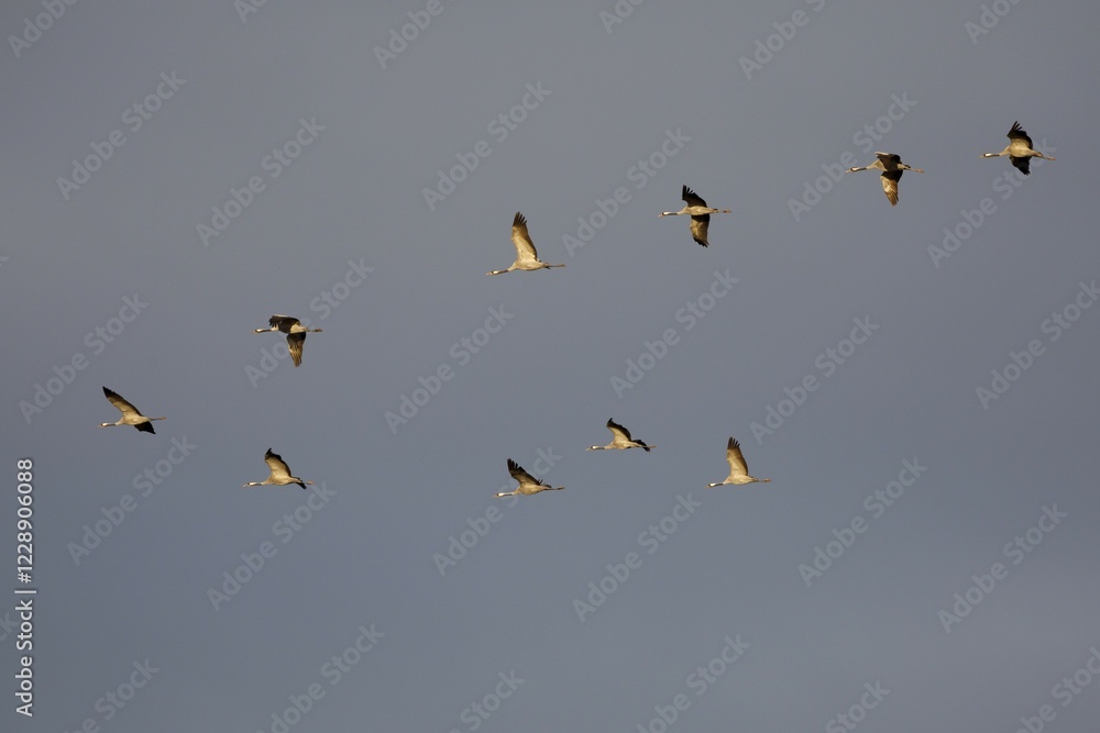 Common cranee (Grus grus) in formation flight, Zingst, National Park Vorpommersche Boddenlandschaft, Mecklenburg-Western Pomerania, Germany, Europe Common cranee (Grus grus) in formation flight, Zingst, National Park Vorpommersche Boddenlandschaft, Mecklenburg-Western Pomerania, Germany, Europe