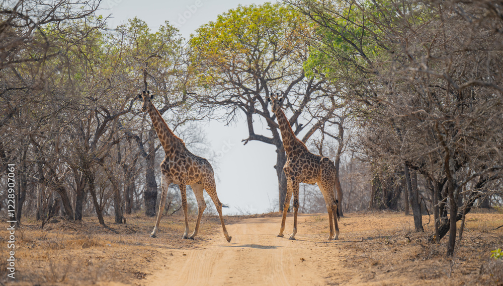 Afrikanische Tiere Giraffen im Busch vom Krüger National Park - Kruger Nationalpark Südafrika