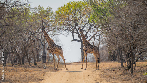 Afrikanische Tiere Giraffen im Busch vom Krüger National Park - Kruger Nationalpark Südafrika