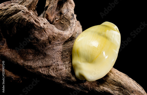 Naria erosa cowry on driftwood  black background photo