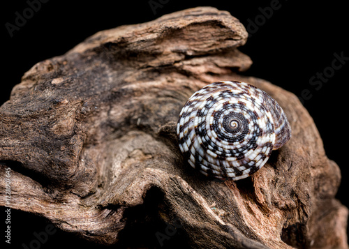 Architectonicidae shell on driftwood black background photo